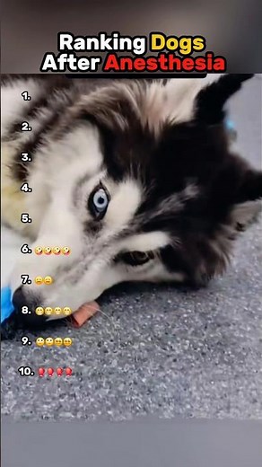 Dogs After Anesthesia