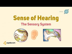 The Sensory System Physiology | Sense of Hearning | CNS Anatomical Pathways