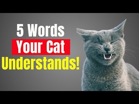 5 Human Words Your Cat REALLY Understands (Backed by Science!)