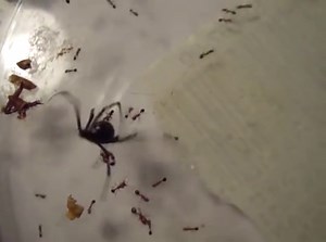A black widow spider versus fire ants