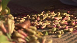 16K views · 659 reactions |  Clou de Griofle : Avec plus de 31 000 producteurs, Madagascar est le deuxième producteur mondial et le premier exportateur de clous de girofle mais aussi d’essence de girofle. Introduit à Madagascar, il y a un peu moins de deux siècles, sa culture s’y est très rapidement développée. #TastingMadagascar #Madagascar #ClouDeGirofle Réalisation: Stéphane Corduant Production exécutive: Mada-Movie | Tasting Madagascar | Facebook