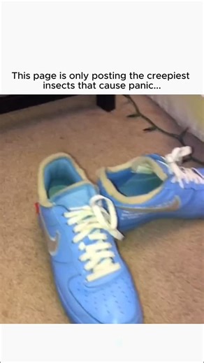 Insect Panic on Instagram: "@insectpanic - here epic bug encounters and see how people react when insects catch them off guard. 🦟🪳 #panic #insect #react"