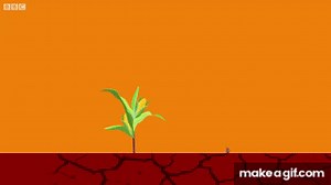 What is genetically modified food? - BBC What's New? on Make a GIF