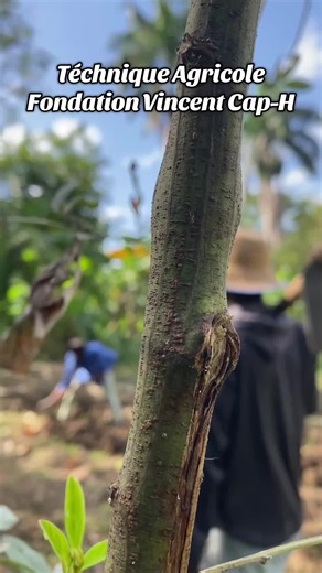 Téchnique Agricole Fondation Vincent Cap-H#viralvideos #ypfッ #ypppppppppppppppppppppppppppppppppppp #le_cap_bèl_image #1millionaudition @Hit Magazine Haïti @Tony Mix An djab😈 @KennyHaïtiofficiel🎤✅ @Mr__Junior♎️🔥🇭🇹 @Dave promo haïti @blockzoe🏀 @richard Cave