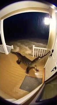 Ring Doorbell Captures Unexpected Animal Moments 🐾 #cctv #homesecurity #shorts #viral