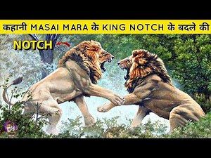 The Story of a Lion Revenge , कहानी Masai Mara ke Lion King Notch के बदले की ।