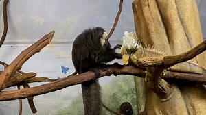 Happy #WorldLizardDay— Bungee the saki monkey has taken the initiative to give Michael the green iguana a thorough grooming, making sure he's all set to celebrate! Like the thousands of other known lizard species in the world, Green iguanas are classified as such because of their legs, moveable eyelids, and ear openings. 🦎 You can visit Michael in Habitat HQ - proudly presented by D&S Elite Construction, Inc.. | Elmwood Park Zoo