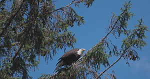 Sacred Alaska (2023)