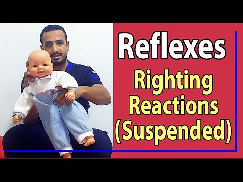 14 Righting Reactions (suspended)