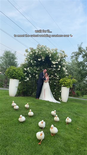 Meet the Cutest Wedding Crashers You Can't Ignore