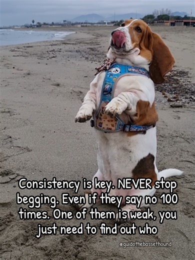 Basset Hound Begging Techniques and Tips