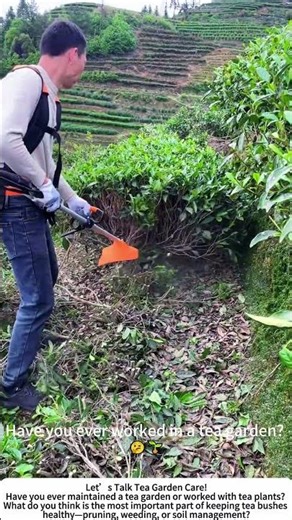 Clearing Tea Bushes with a Portable Trimmer – Keeping the Garden Tidy! 🍃🔧