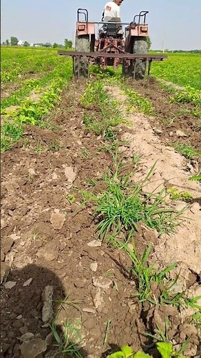 Moringa farming | Moringa cultivation