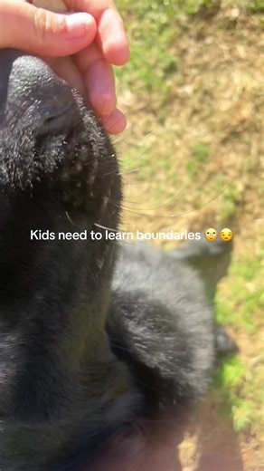 Setting Boundaries for Kids Around Dogs