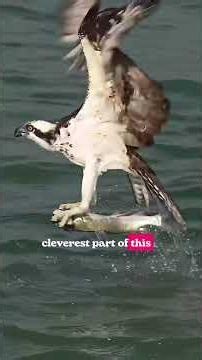 This Bird Does Something No Other Predator Can 🌊