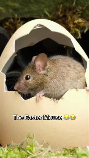 Happy Easter Mouse I bet that was a double yolk #mouse #egg #eastereggs #EasterMouse #fyp