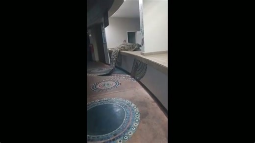 Hotel worker hides as massive croc sneaks into kitchen
