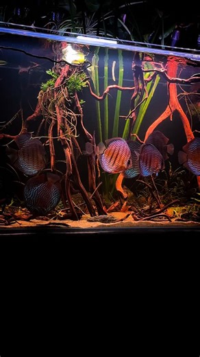 🤎 🌜Good Night🌛🤎 ~~~~~~~~~~~~~~~~~~~~~~~~~~~~~~~~~~~~~~ 🧝‍♀️ #discus #discusfish #diecustank #cichlid #cichlids #pets #pet #aquatics #aquarium #aquariumfish #aquascaping #animal #animals #aquatic #aquariumhobby #discusaquarium #aquascape #aquarium #aquascaping #acquariofilia #ladydiscus #aquaria #アクアリウム #熱帯魚 #natureaquarium #aquariumdesign #アクアデザインアマノ #ネイチャーアクアリウム #アクアリウムb #aquariumsofinstagram #mytank #discuscares | Lady Discus