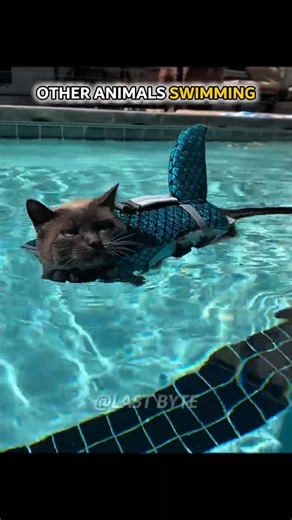 Other Animals Swimming VS Penguin 😂 #shorts #respect