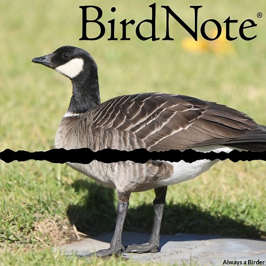 Once thought extinct, this goose has made a remarkable comeback! Aleutian Cackling Geese, which have a slighter build and shorter beak than Canada Geese, build their nests on a chain of islands off the western coast of Alaska. In the 1700s, fur traders introduced foxes to the islands, nearly wiping out the geese. For decades, they were believed to be extinct. But in the 1960s, a biologist discovered about 300 birds nesting on Buldir Island. Learn more on today’s BirdNote. https://www.birdnote.or