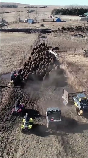 How do they raise millions of giant, free-ranging bison?