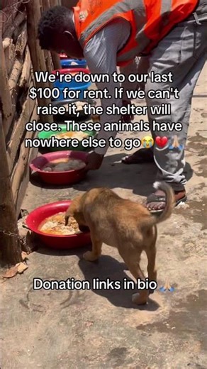 Donation link in bio - Every bit is counts🙏🏼❤️#trending#fyp#viral#youtubeshorts