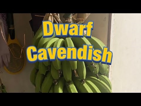 DWARF CAVENDISH BANANA HARVEST