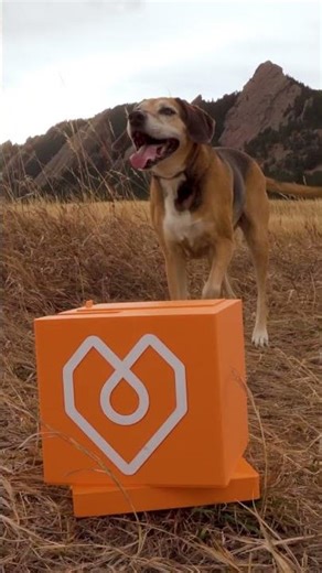 Your Dog Isn’t Bad — They’re Bored | Stop Anxiety & Destructive Behavior