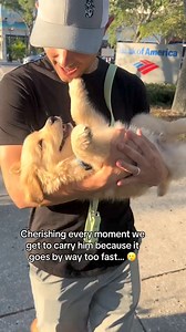 The little leg flops… 🥹🥲🫶🏼 #goldenretriever #goldensoftiktok #goldenpuppy #puppy #dogsoftiktok #dogs #cute Cozy - Elgafar | Imbluethehusky