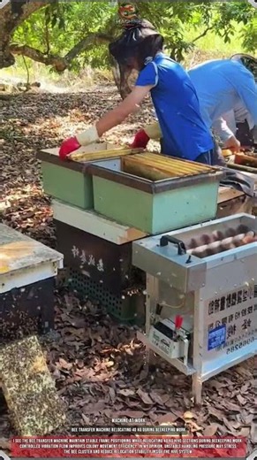 Bee Transfer Machine Relocating 40 Kg During Beekeeping Work