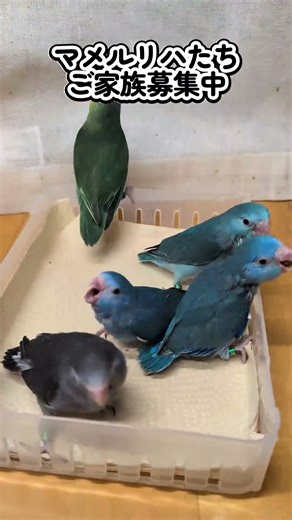 ウロコとマメ 2025 12 2