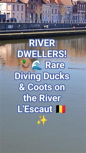 RIVER DWELLERS! 🦆🌊 Rare Diving Ducks & Coots on the River Escaut 🇧🇪✨
