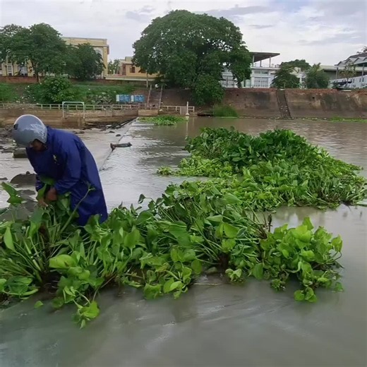 Our daily activity is removing floating plants from the dam's blocked #cleaning #Remove #foryou