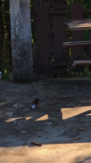 ..นกกระรางหัวหงอก เจ้าถิ่นเเห่งน้ำหนาว. ถ้าใครมาเยือนที่อุทยานเเห่งชาติน้ำหนาวเเล้วนั้น น้องๆก็จะออกมาต้อนรับให้เห็นอยู่เสมอ #เจ้าปักษาเเห่งพงไพร #กิจกรรมดูนก #อุทยานเเห่งชาติน้ำหนาว #ฟีด