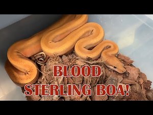 UNIQUE BOA: BLOOD STERLING GENETICS; PLUS, MANDARIN CORAL GLOW CLOWN Project!