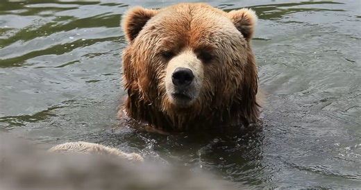 How bears evolved from small climbers into massive land giants