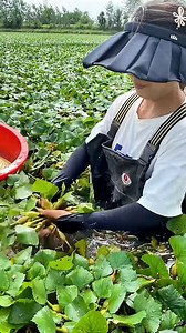 Harvesting Water Caltrop is Not Easy Process! #shorts #plants #farming #China #instagram #reels #india | The Facts Hub