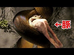 巨大ニシキヘビが豚一頭を丸呑みにする瞬間！