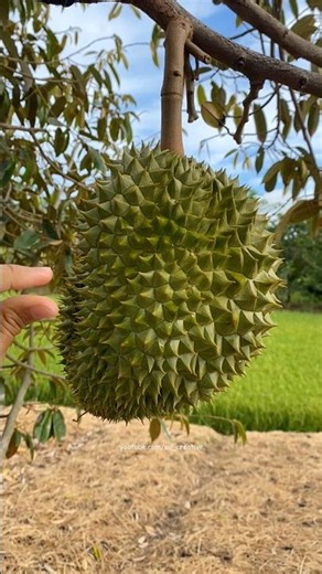 Amazing durian timeline #durian #timeline #fruit #garden #amazing