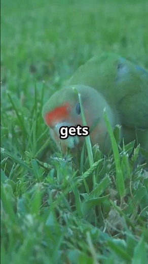 Zombie Snails: Nature’s Creepiest Parasite 🐌👁️