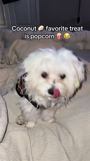 Coconut the Dog's Love for Popcorn