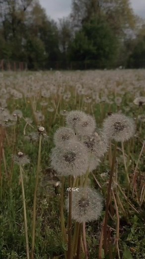 Dandelions Song Translation and Meaning
