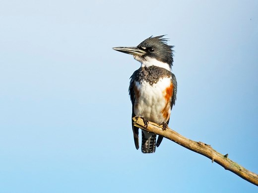 Common, Rare & Colorful Birds of Northern Virginia: Photos, Where to Find Them & More!