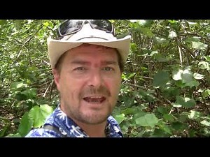 Beach Hibiscus. Hibiscus tiliaceus