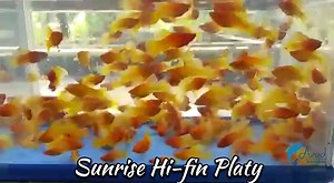 Upcoming Beautiful " Sunrise Hi-fin Platy"😍😍 #platyfish #AzadFisheries #aquariumfish | Azad Fisheries