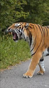 The King of the Jungle is walking along the path.#videos #tigershroff #wildlife #nature #jungle#roar