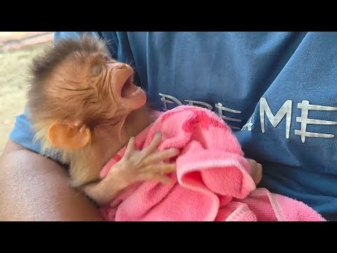 Traumatized and depressed, it takes extra patience to care for this poor baby monkey.