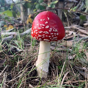 Toadstools are popping up in big numbers all over the countryside