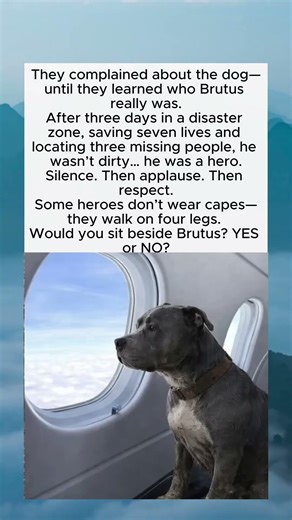 A Hero on Four Legs
