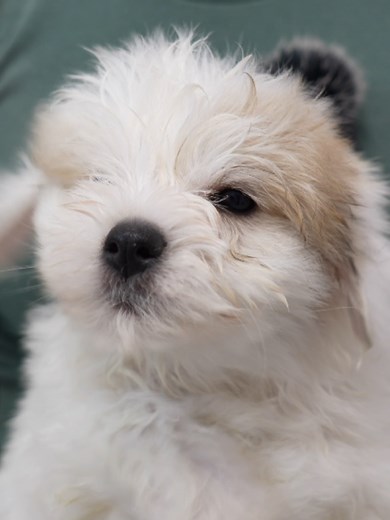 How to Give Your Dog a Bath: Essential Tips & Tricks